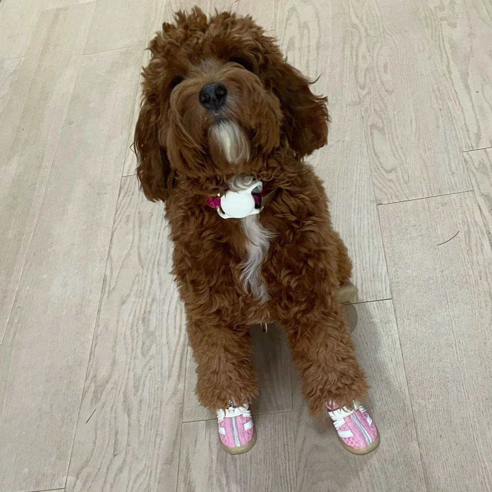 Medium dog shoes with adjustable fastener straps (set of 4)